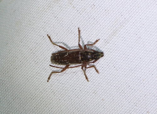 Anelaphus moestus