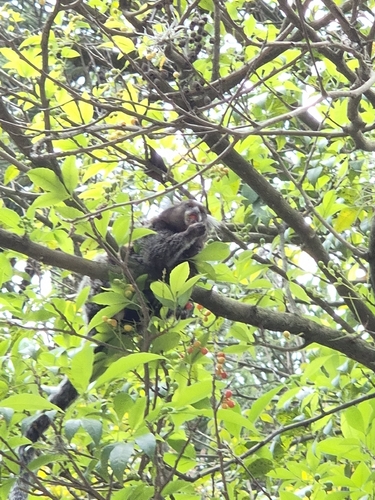 Common × Black-tufted-ear Marmoset