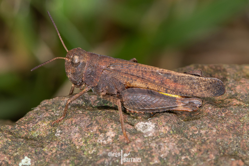 Arphia conspersa