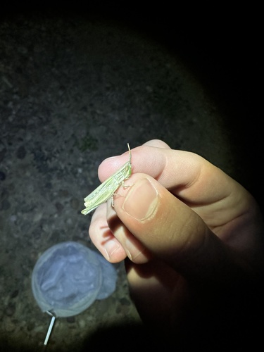 Obscure grasshopper