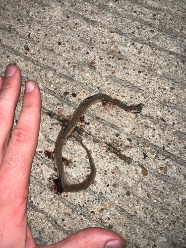 DeKay's Brownsnake