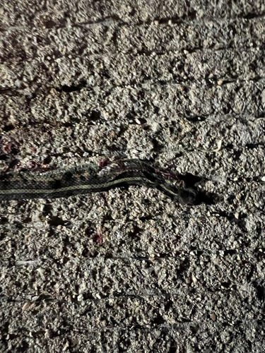 Common Garter Snake