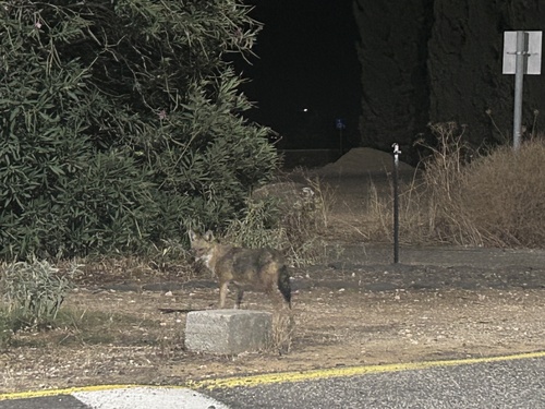 Syrian Jackal