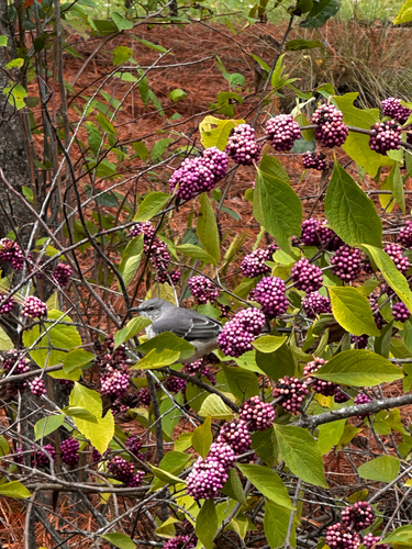 Northern Mockingbird