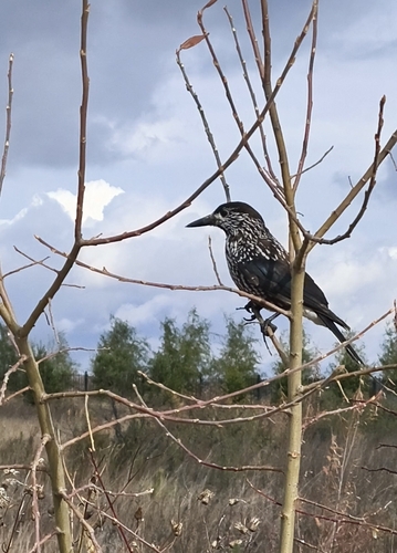 Northern Nutcracker