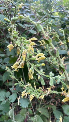 Sticky Sage