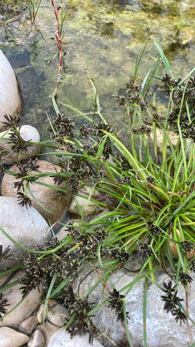 Brown Flatsedge