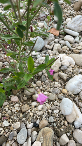 Great Willowherb