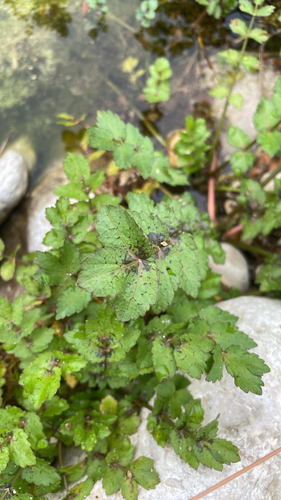 Fool's Watercress