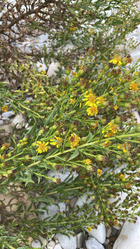 false yellowhead