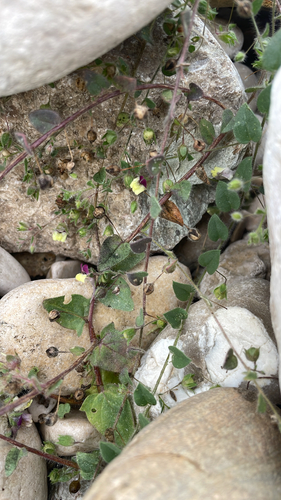 round-leaved fluellen