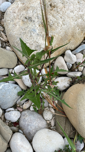 Common Sow-thistle