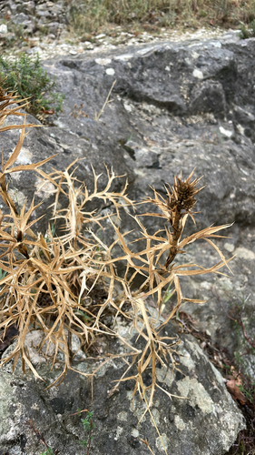 Italian Eryngo