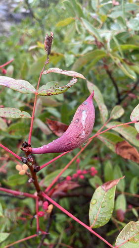 Pistacia Horn Gall Aphid