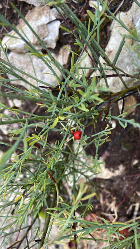 Poet's Cassia