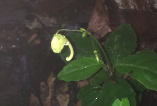 Impatiens cornigera