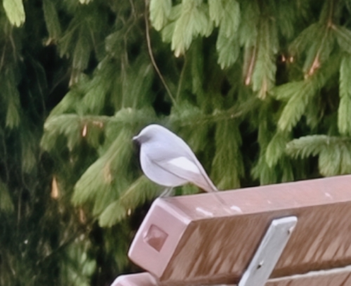 Black Redstart