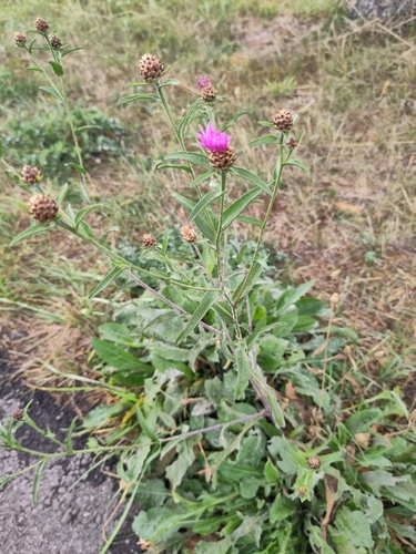 Brown Knapweed