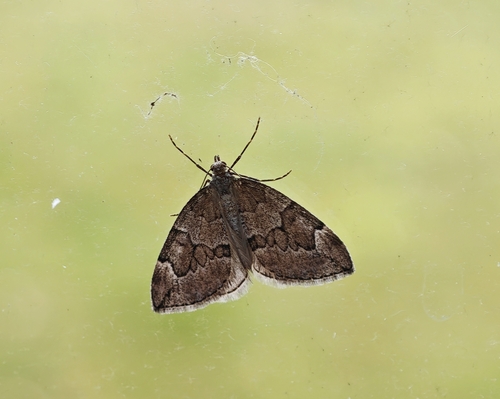 Juniper Carpet