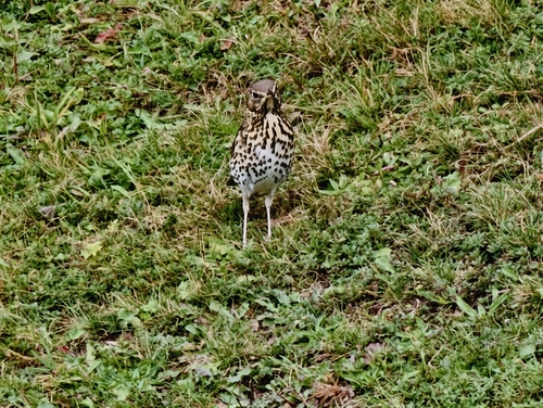 Song Thrush