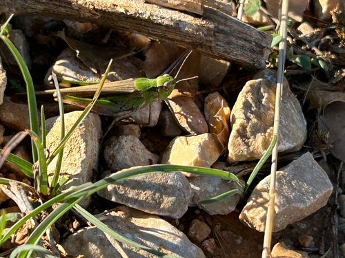 Puissant's Green-winged Grasshopper