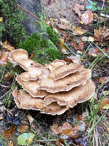 Giant Polypore