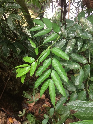 Humboldtia laurifolia