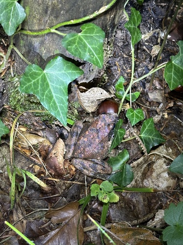Italian Stream Frog