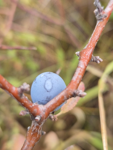 Blackthorn
