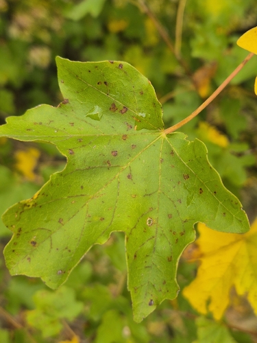 field maple