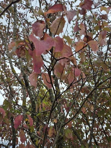 common dogwood