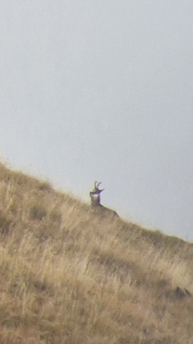 Northern Chamois