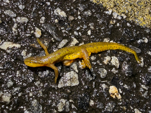 Eastern Newt