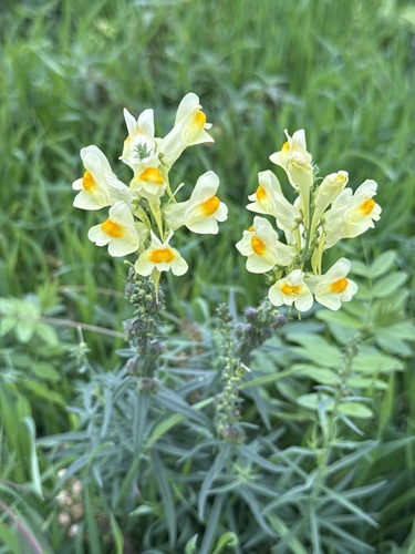 common toadflax