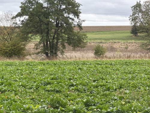 Gray Partridge