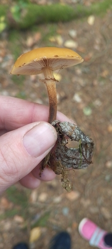 Sheathed Woodtuft