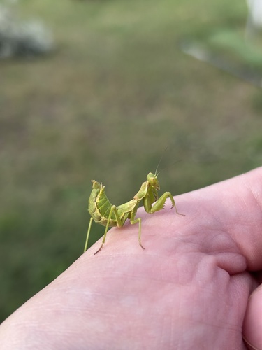 European Dwarf Mantis