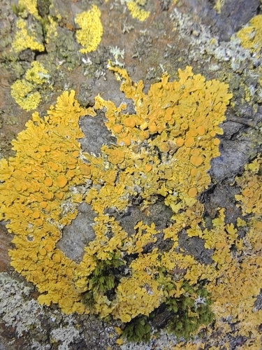 Common Sunburst Lichen