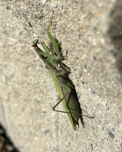 European Mantis