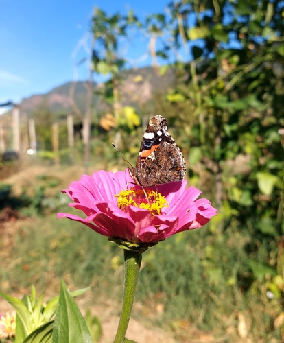 Red Admiral