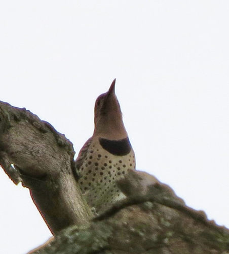 Northern Flicker