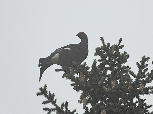 Black Grouse