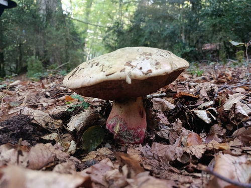 Devil's Bolete