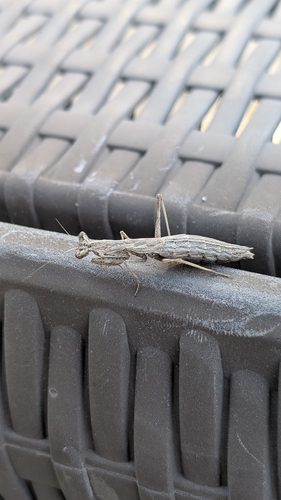 Heldreich's Dwarf Mantis