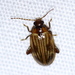 Escarabajos de Pantanos - Photo (c) Jay L. Keller, todos los derechos reservados, subido por Jay L. Keller