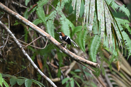 Chestnut-naped Forktail