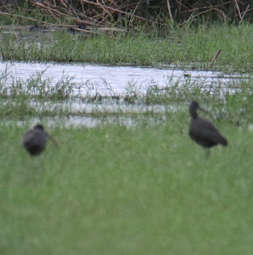 Glossy Ibis