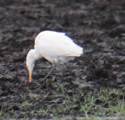 Western Cattle-Egret