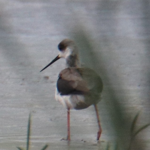 Black-winged Stilt