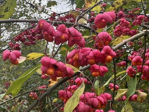 Spindle